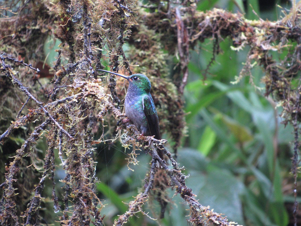 nature bird wild free photo