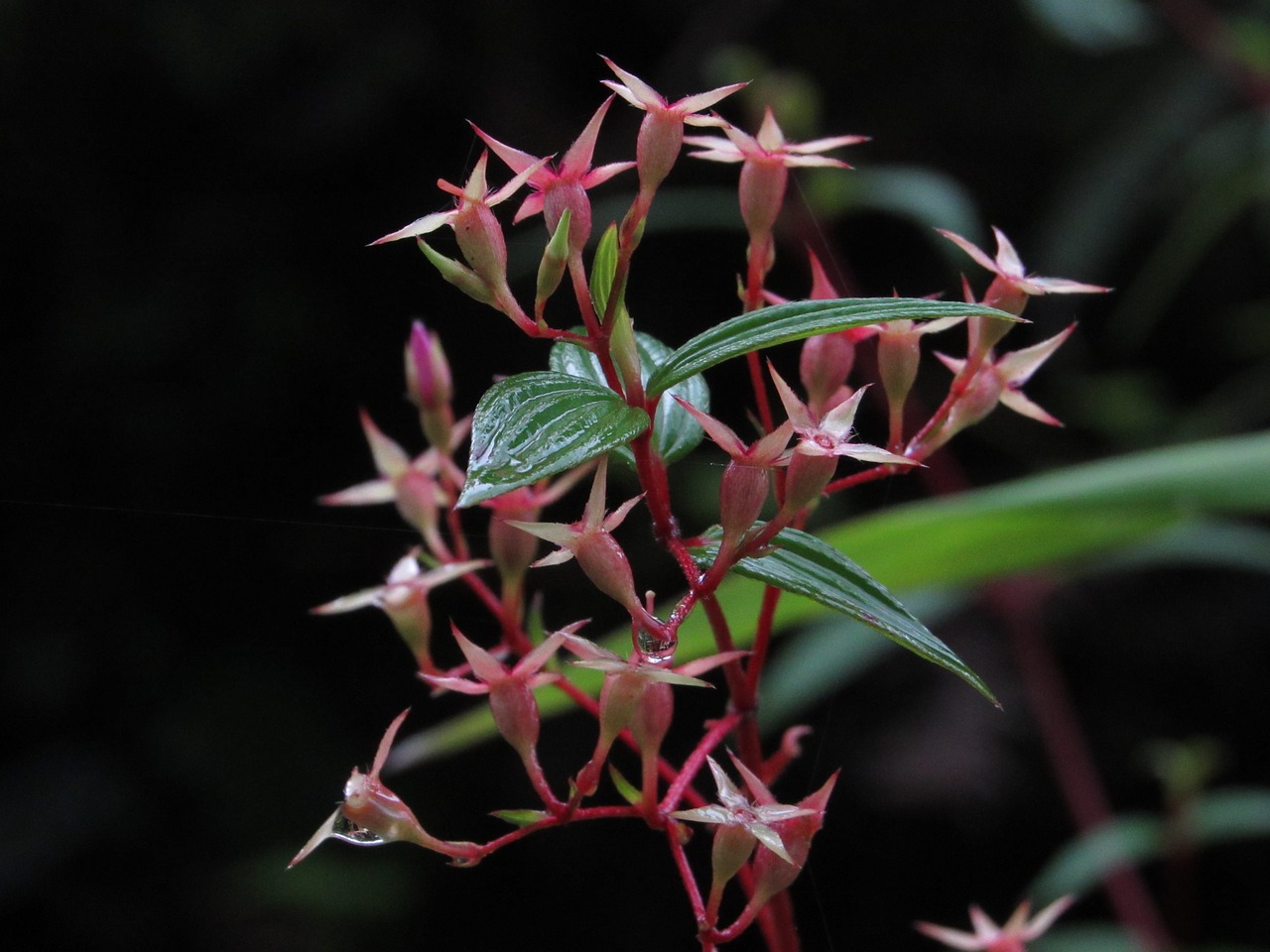 flowers jungle pink free photo