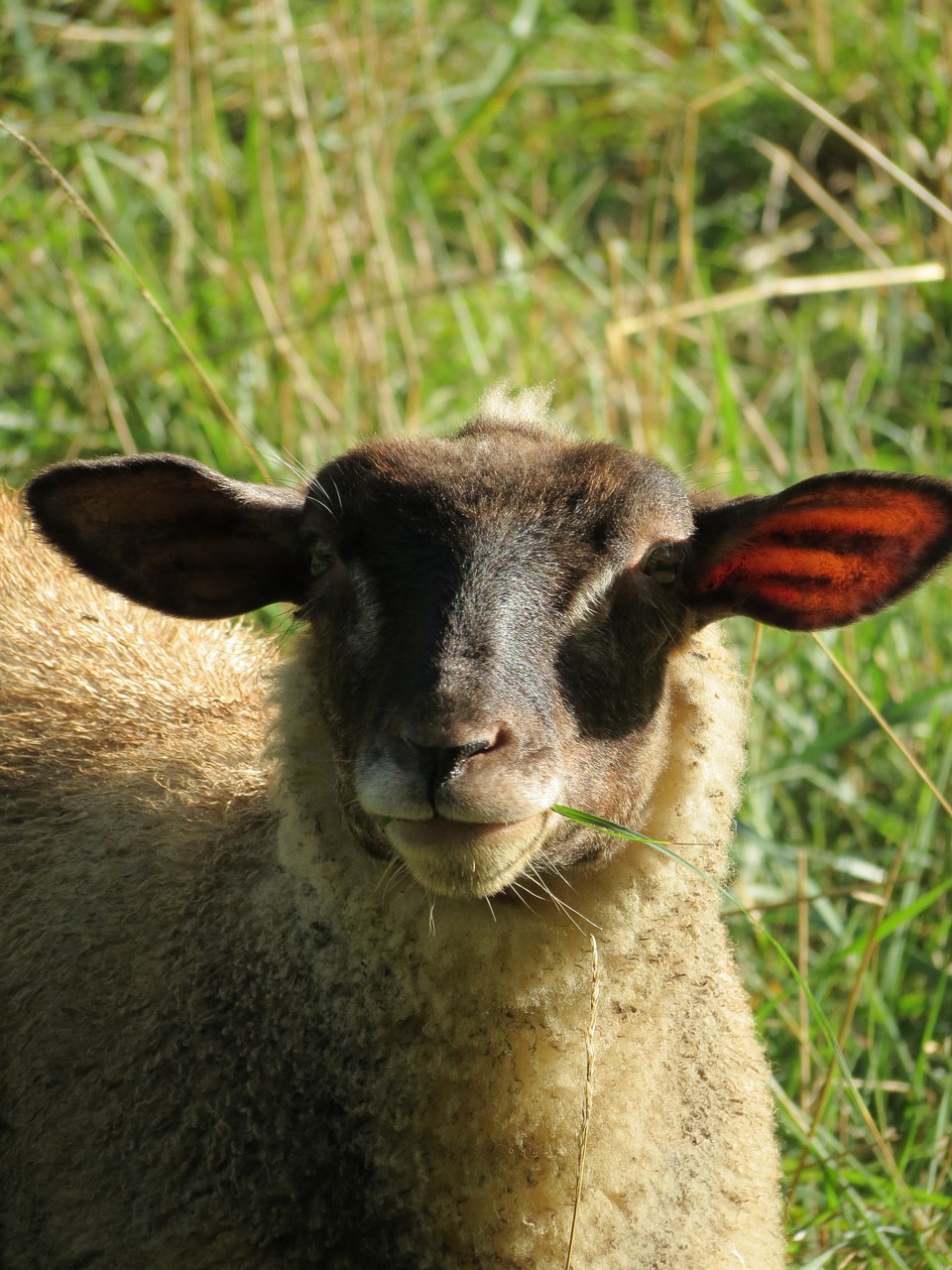 sheep nature animal free photo