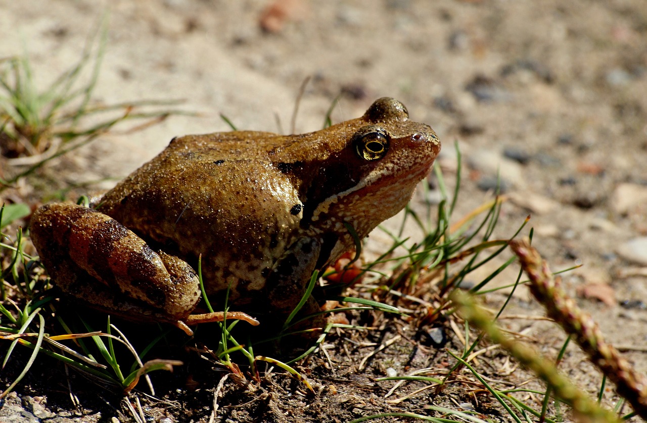 the frog nature free pictures free photo