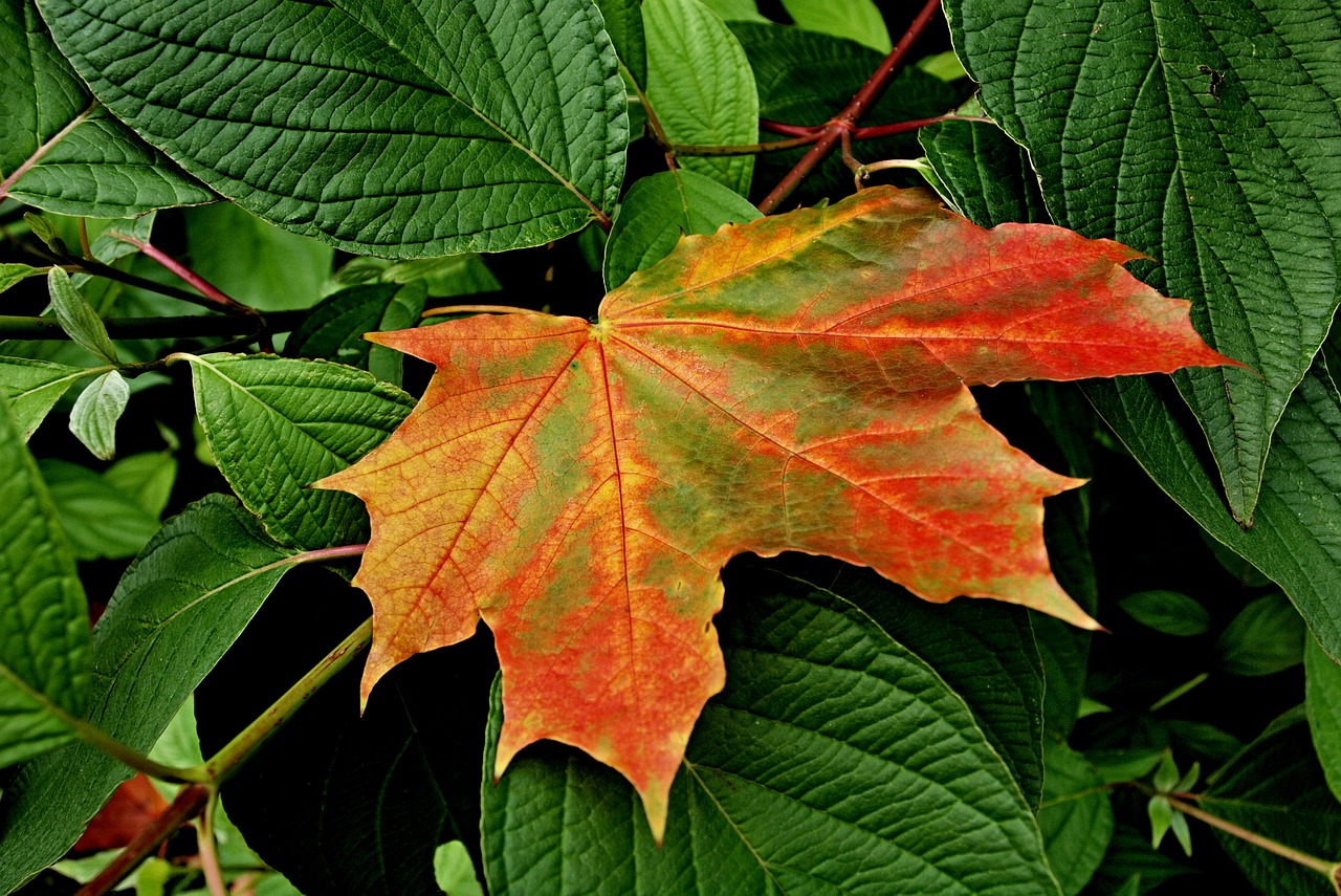 nature foliage autumn free photo