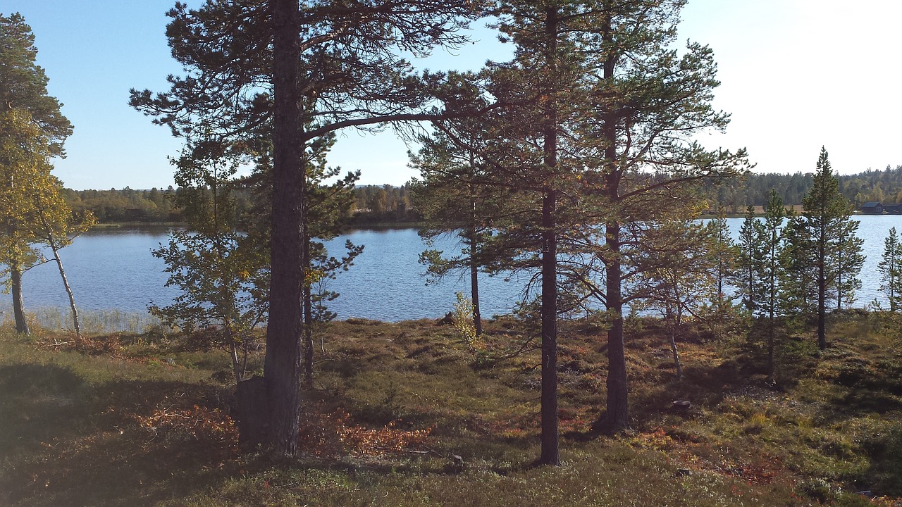 nature tree lake free photo