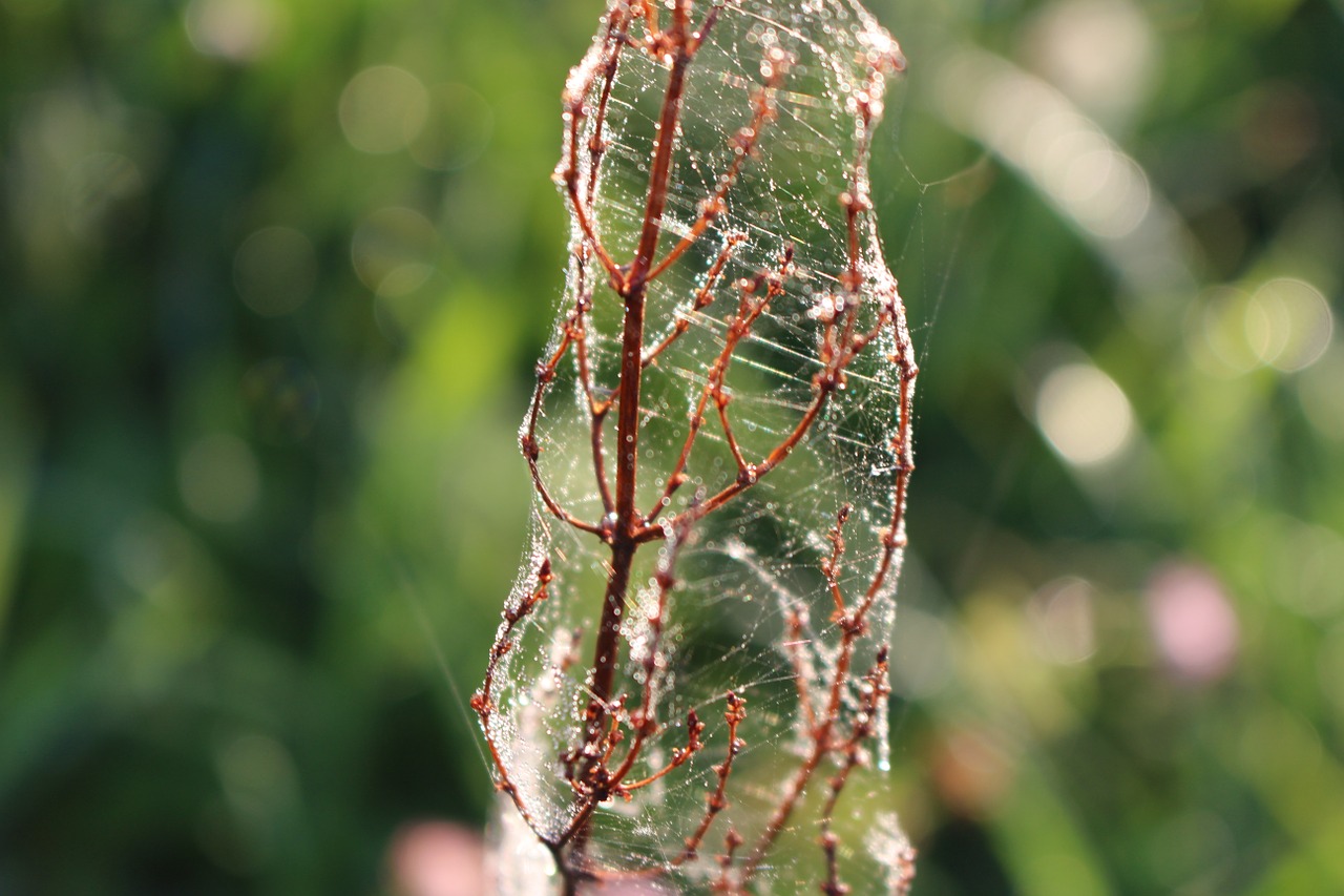 nature plant cobwebs free photo