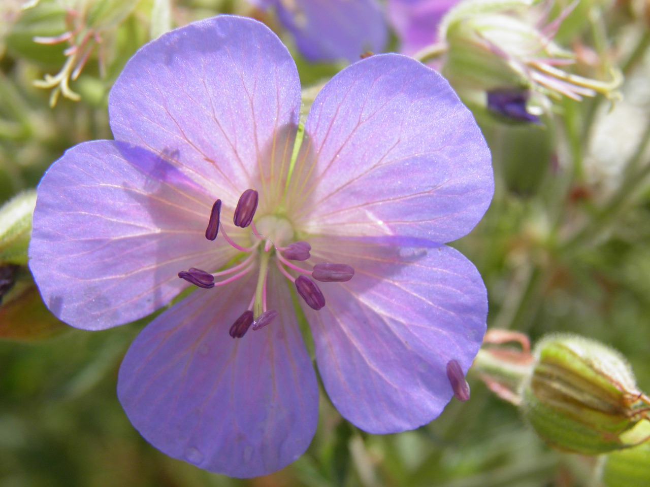 geranium nature plant free photo