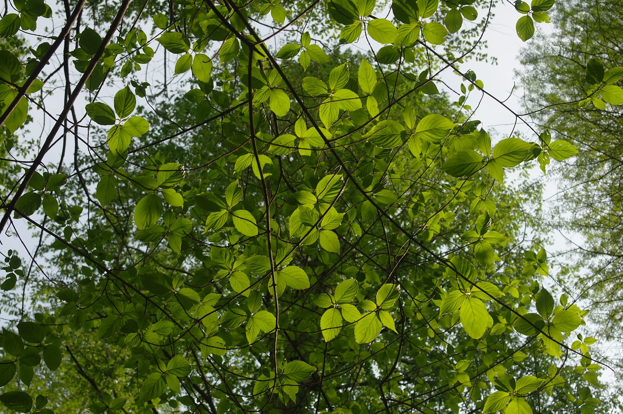 leaf forest sky free photo