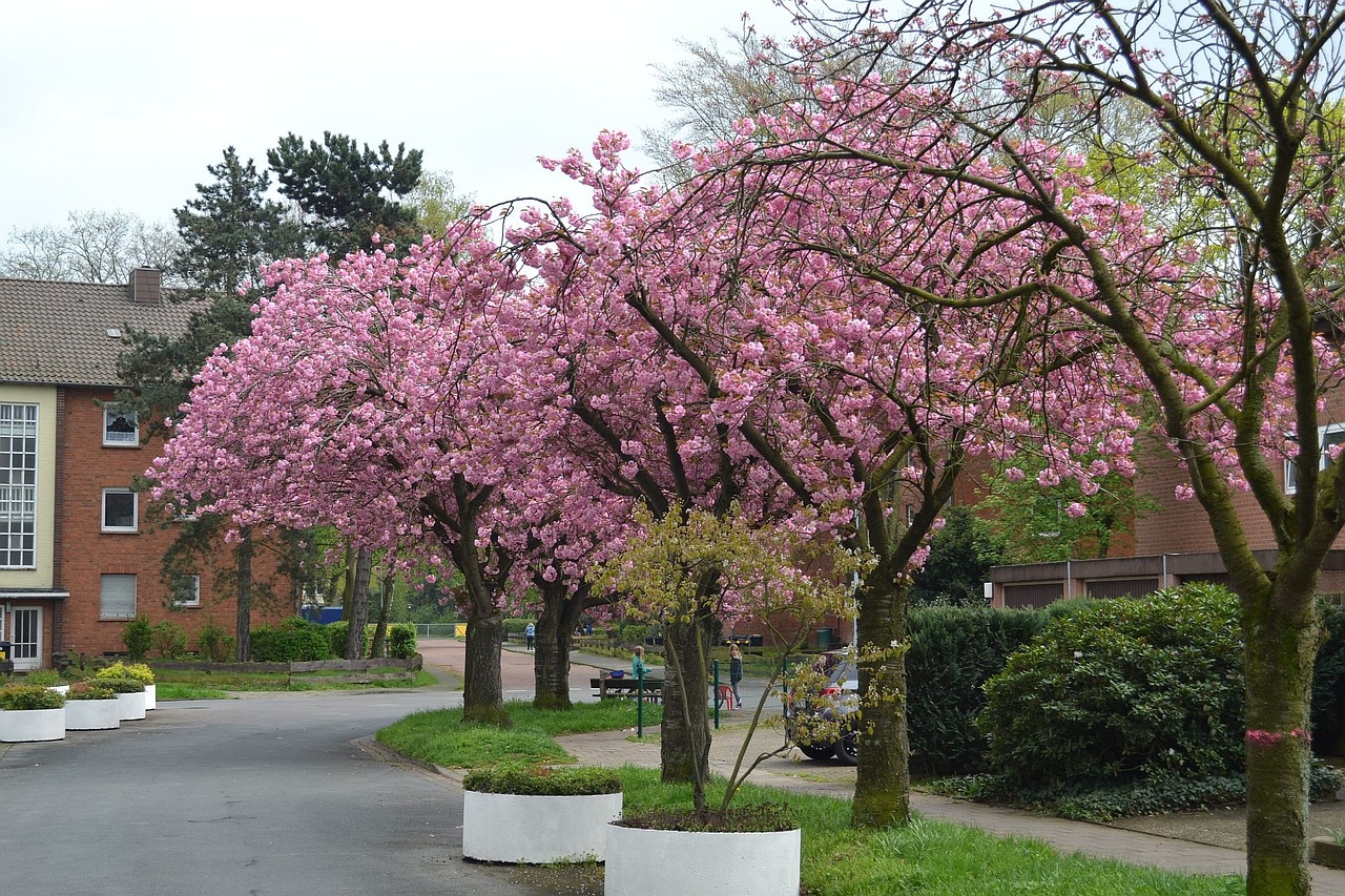 spring trees almond blossom free photo