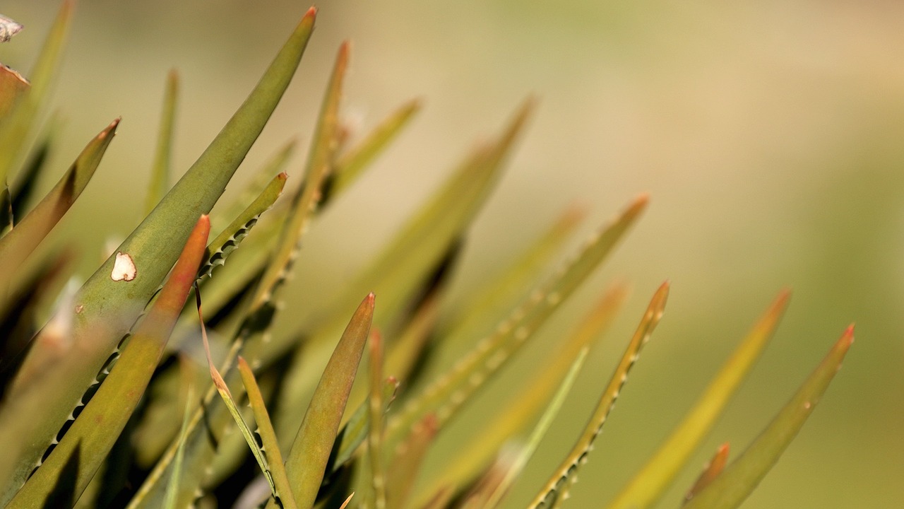 nature aloe depth free photo