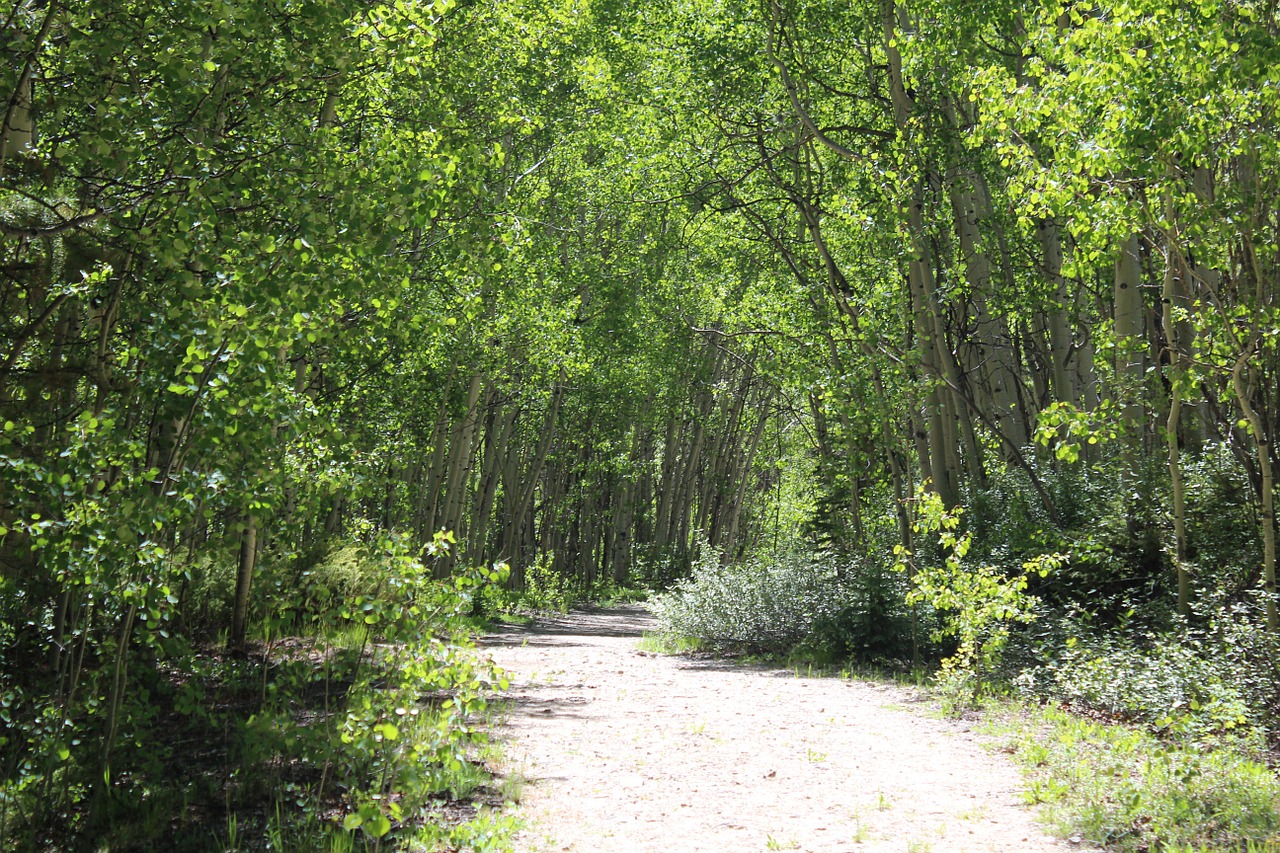 nature mountains forest free photo