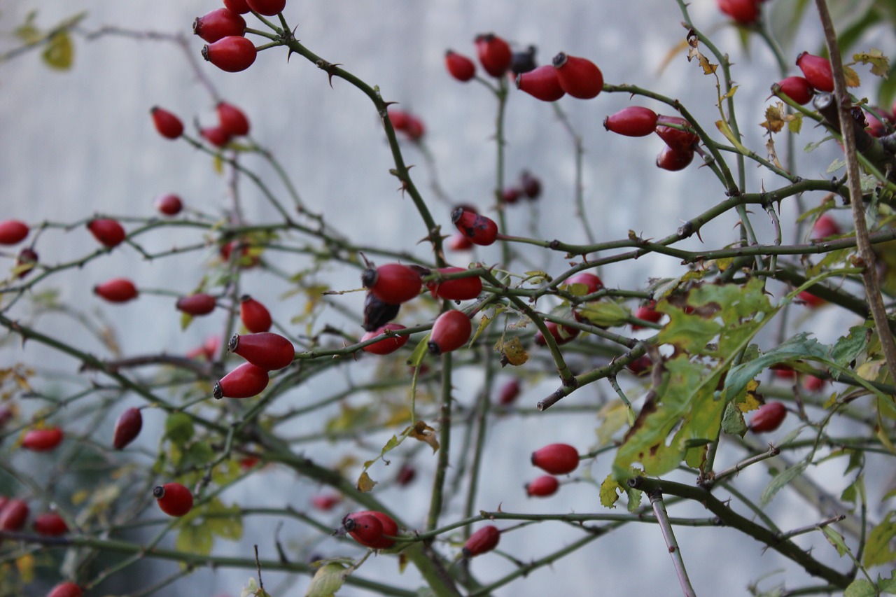 nature autumn pomegranate free photo