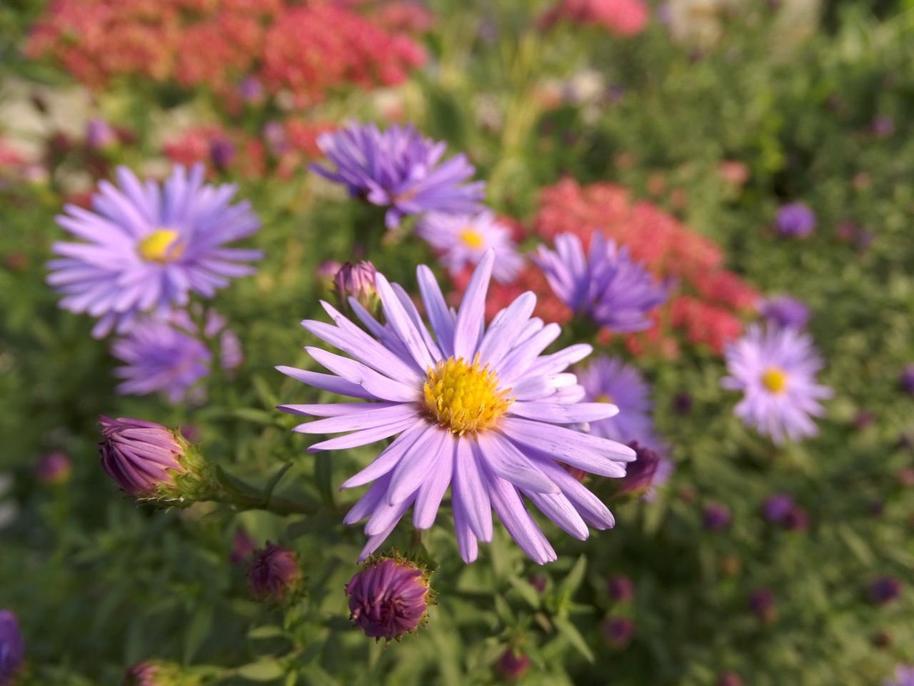 aster nature purple flower free photo