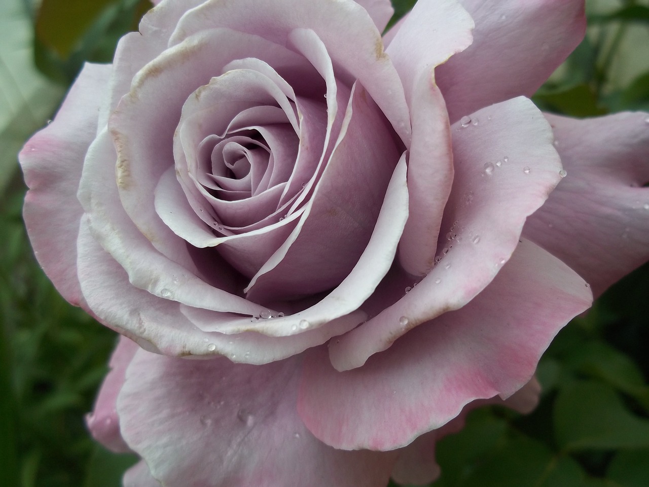 Роза Basye’s Purple