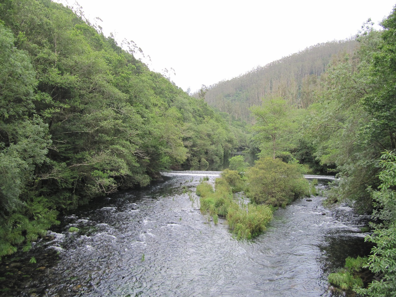 nature river trees free photo