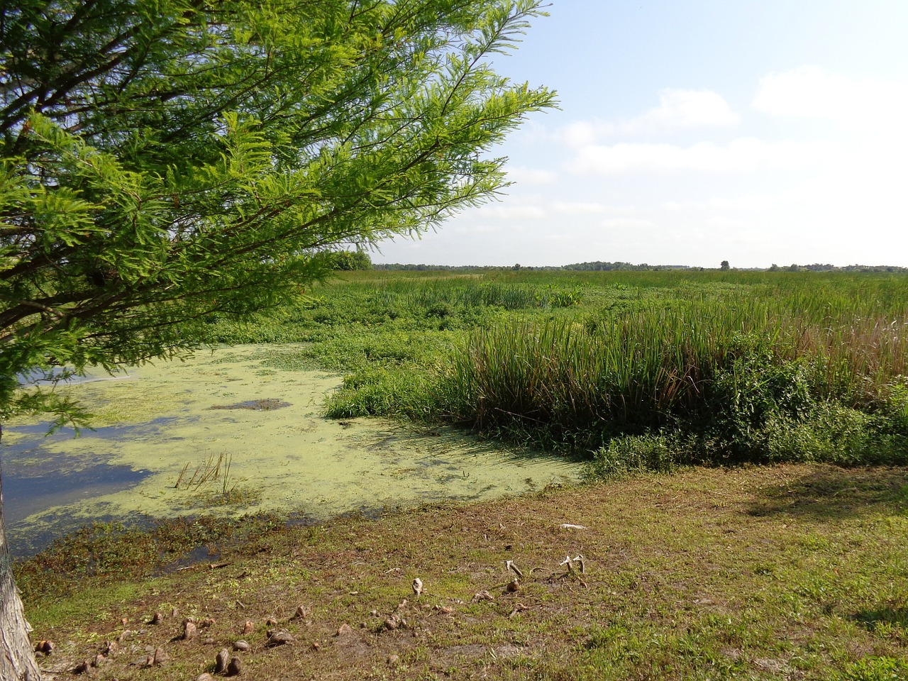 nature pond scenic free photo