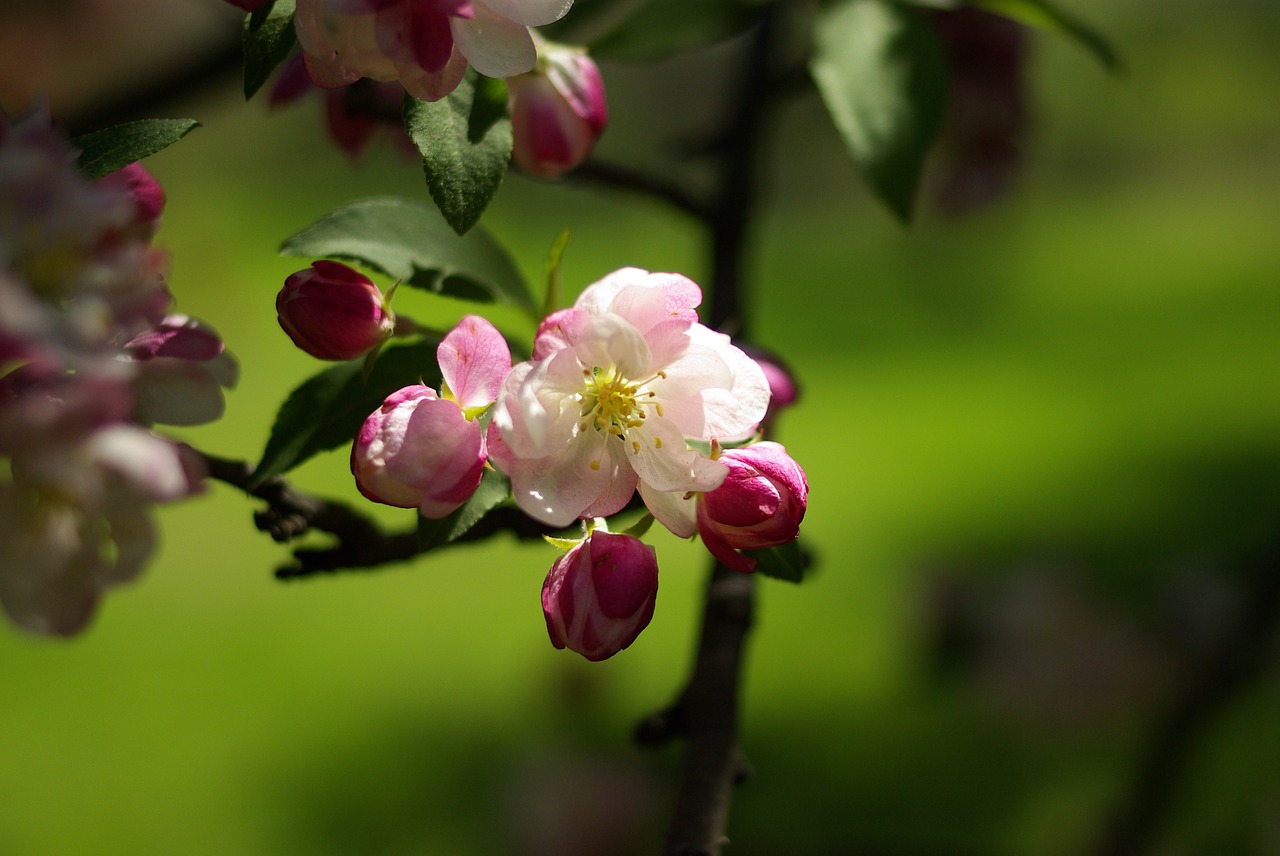 nature spring cherry blossoms free photo