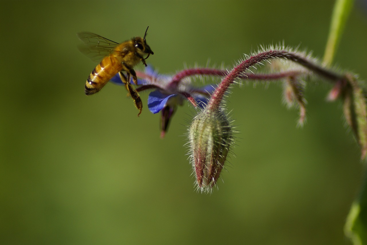 nature bee flower free photo