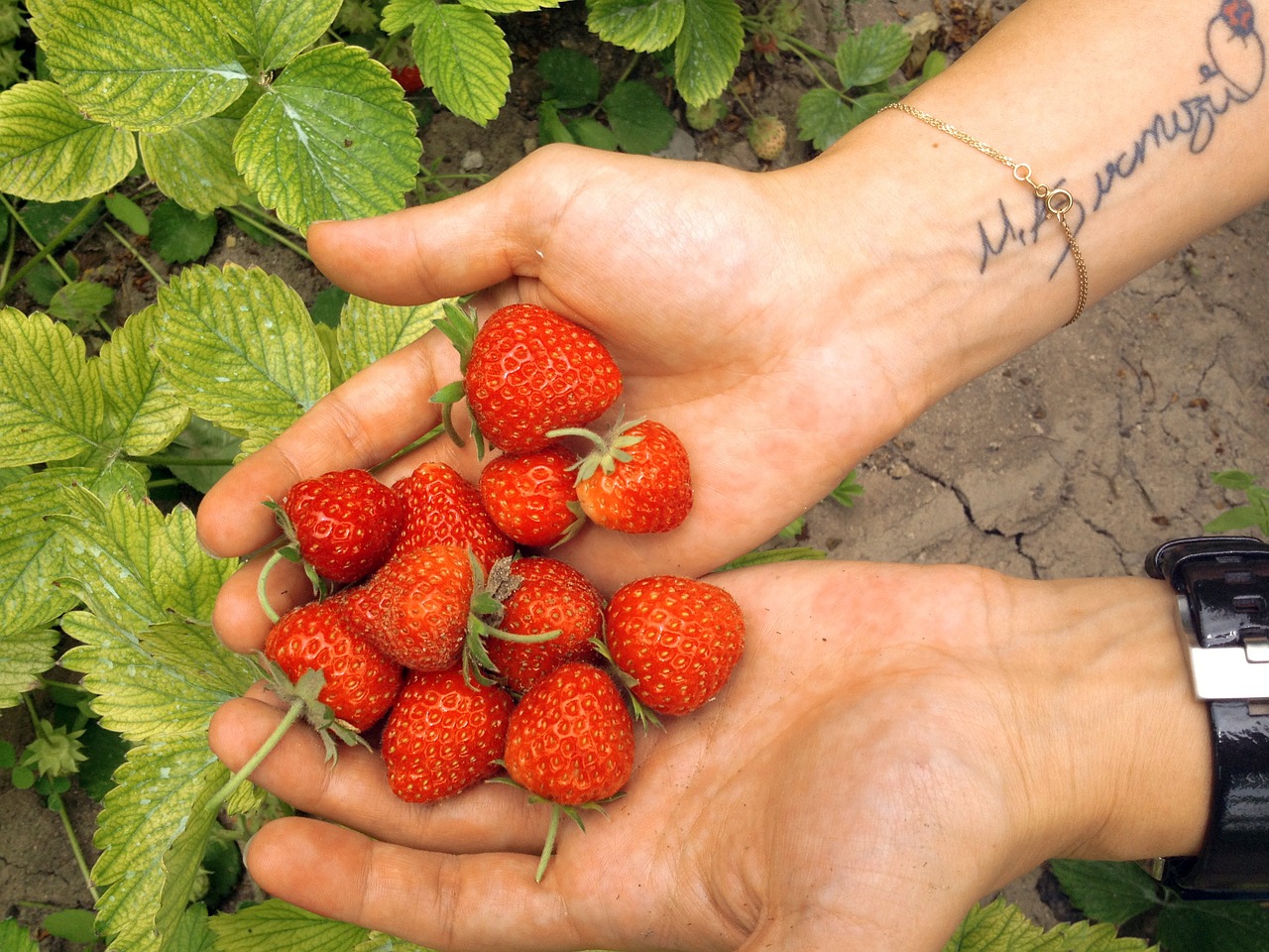 strawberry nature garden free photo