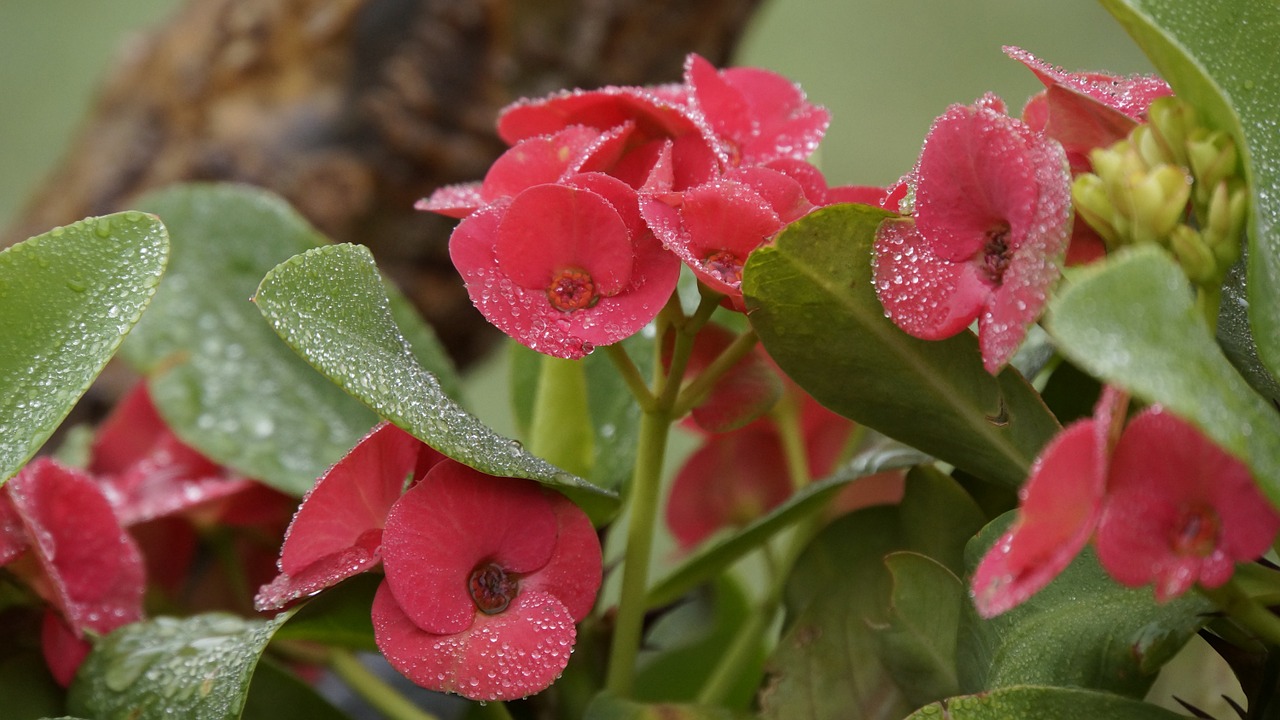 eight immortals flowers red free photo