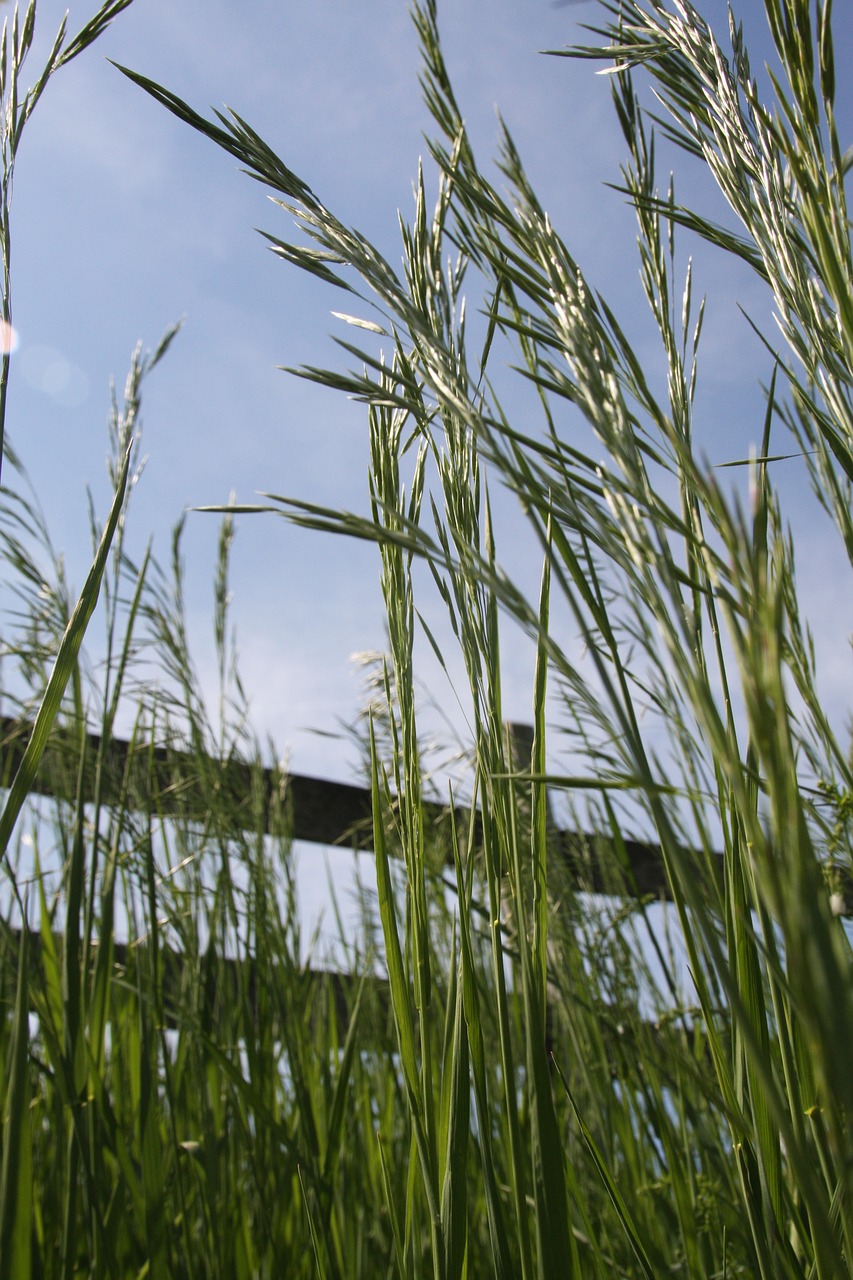 nature grass field free photo