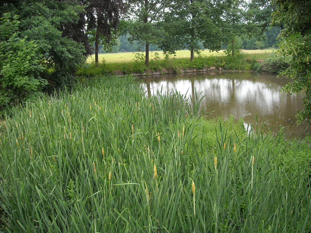 nature green pond free photo