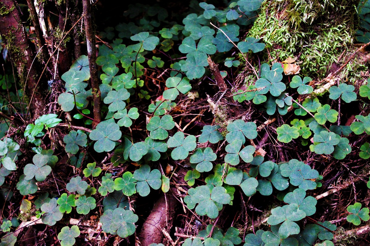 nature green clover free photo