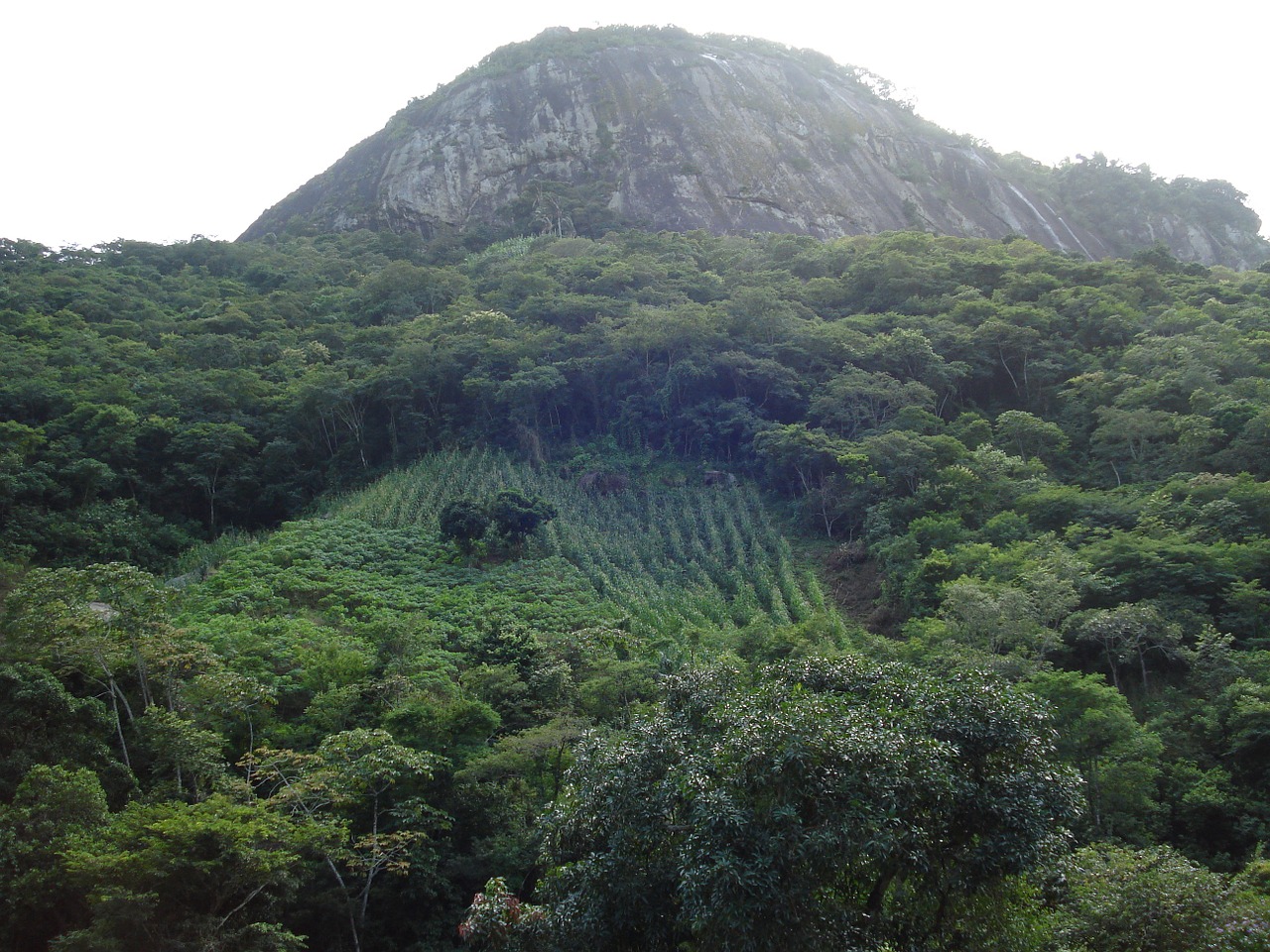 nature brazil vegetation free photo