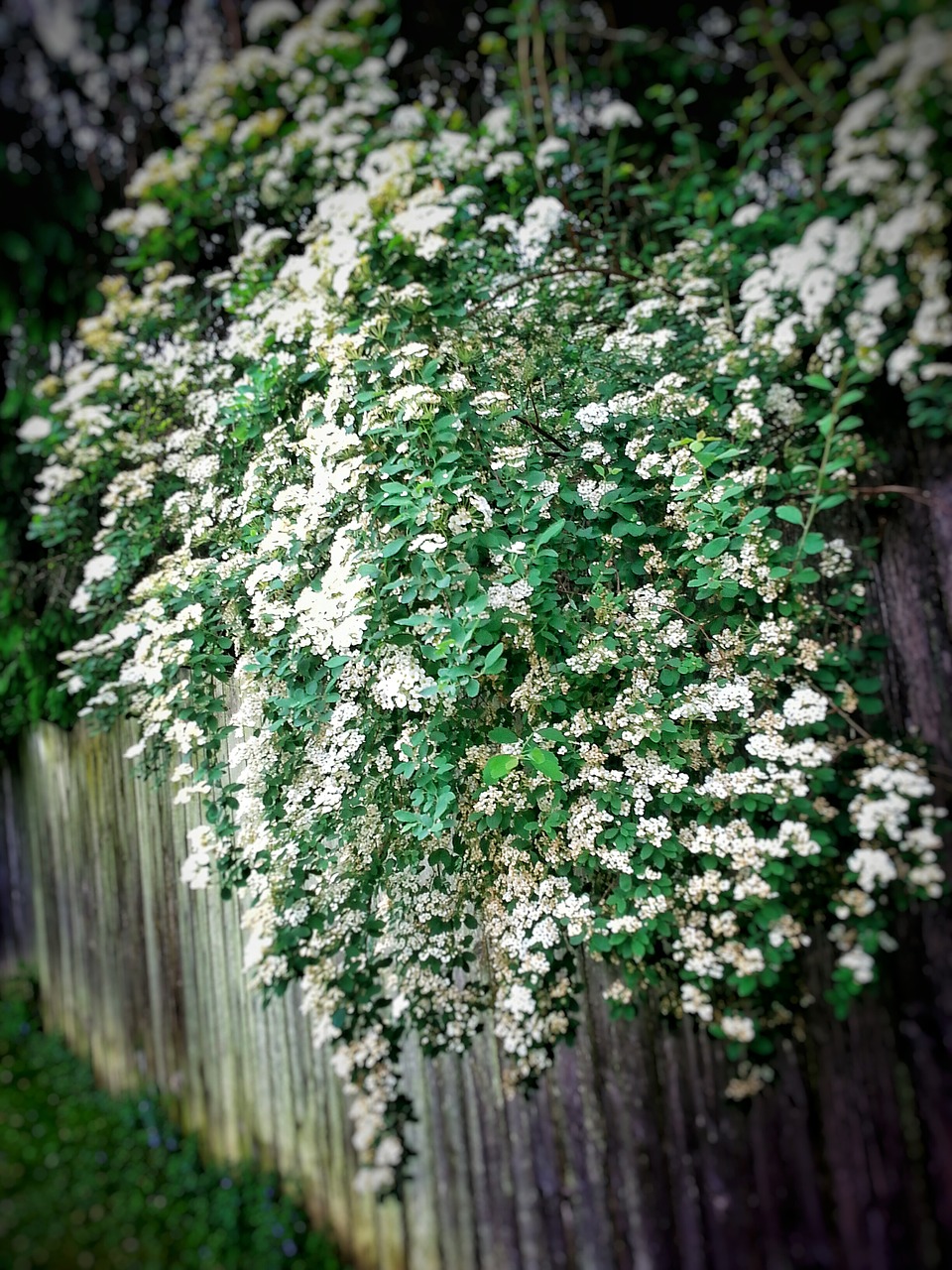 nature flowers outdoors free photo