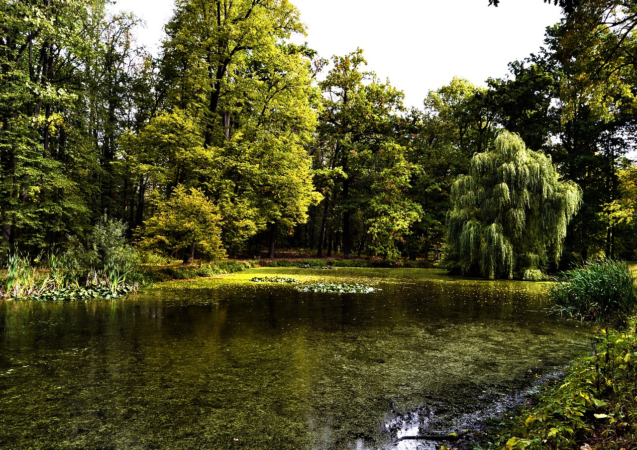 nature water trees free photo