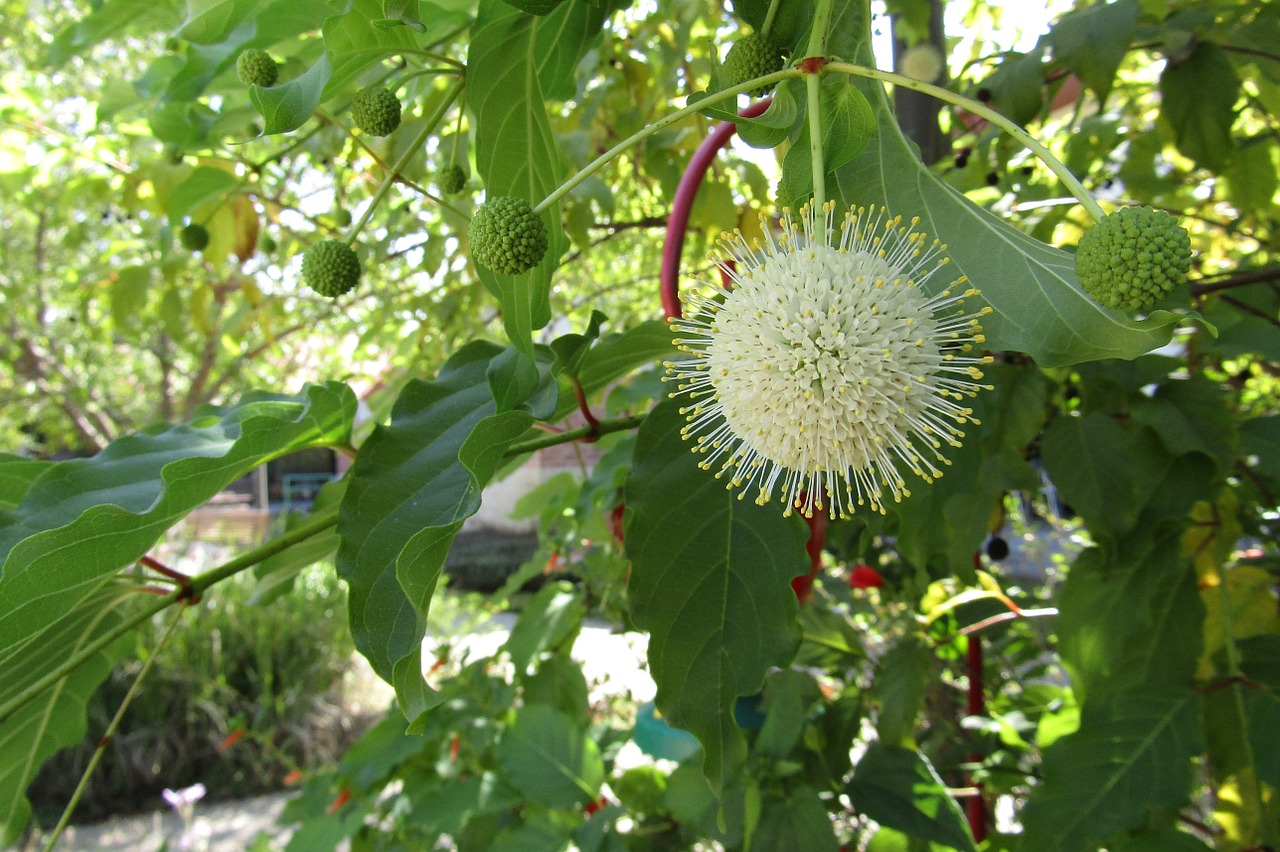 nature plants garden free photo