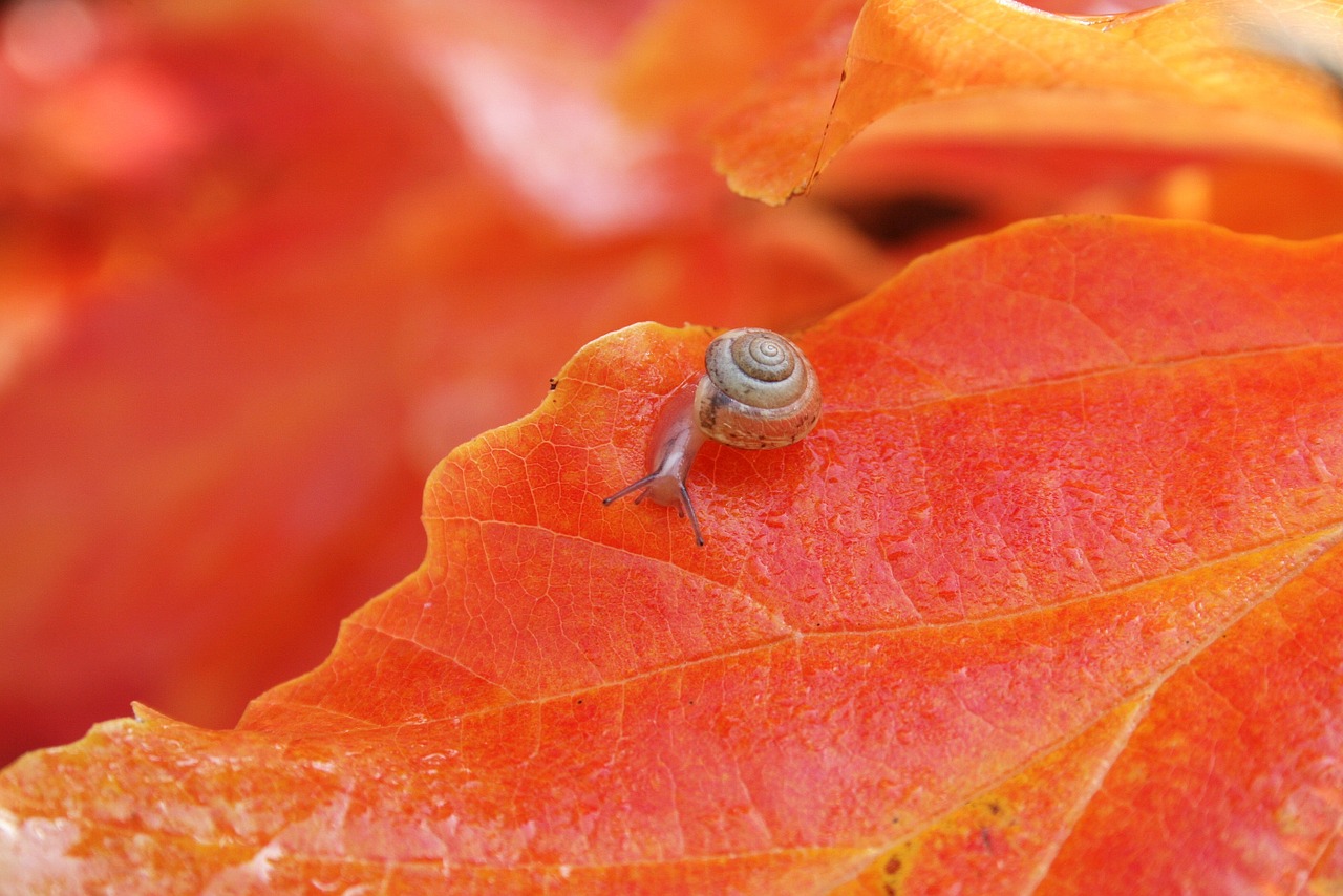 nature animal snail free photo