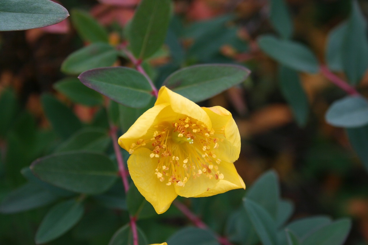 nature plant yellow flower free photo