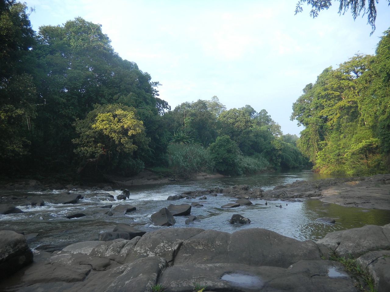 nature kalimantan forest free photo