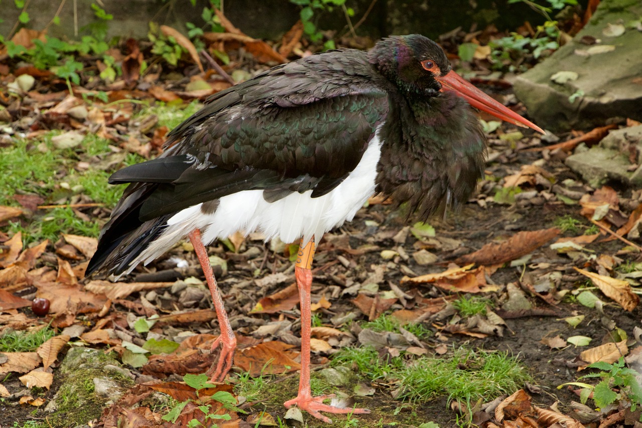 nature animals stork free photo