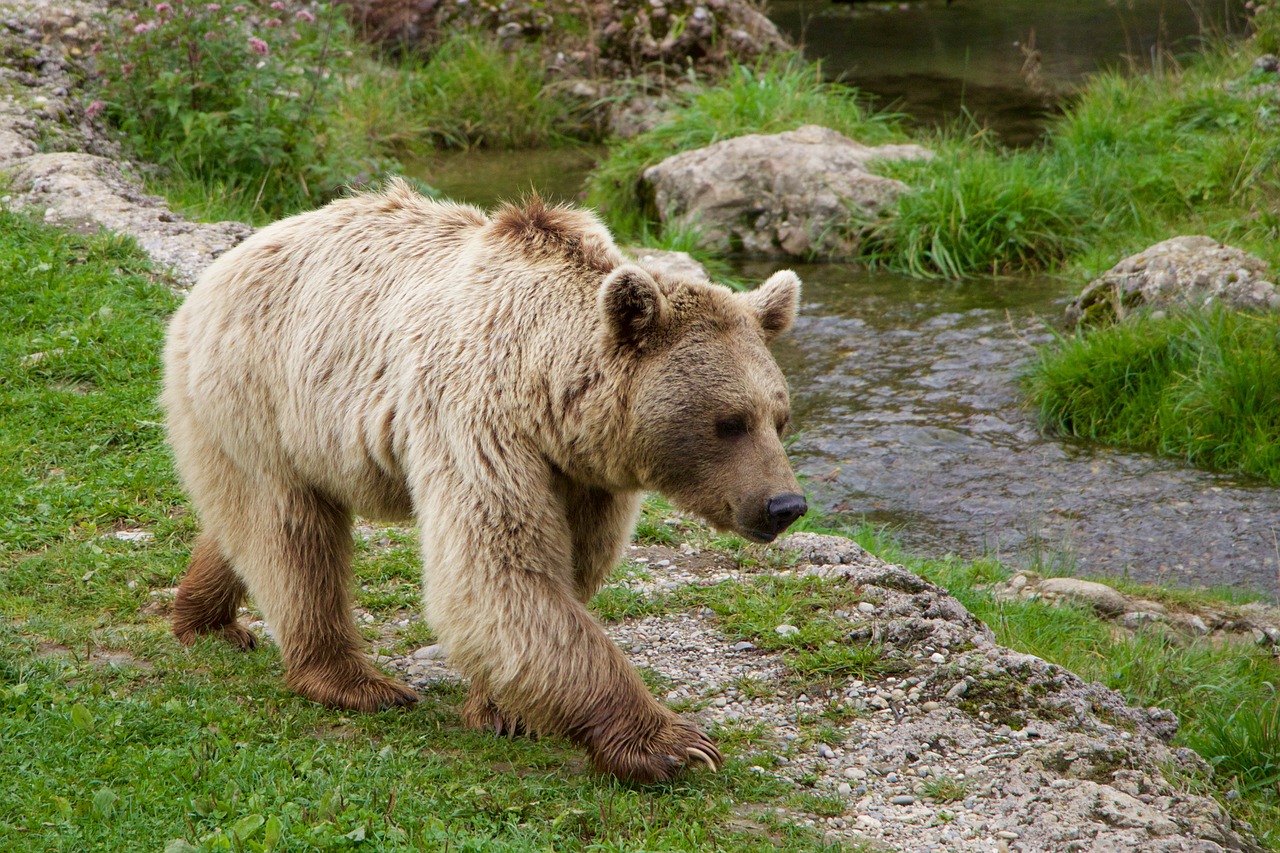 nature animals brown bear free photo