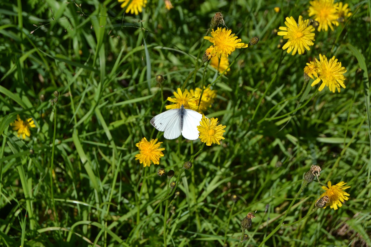 nature summer flower free photo