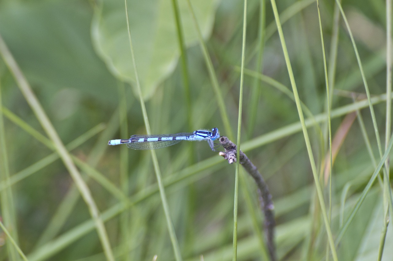 nature moor insect free photo