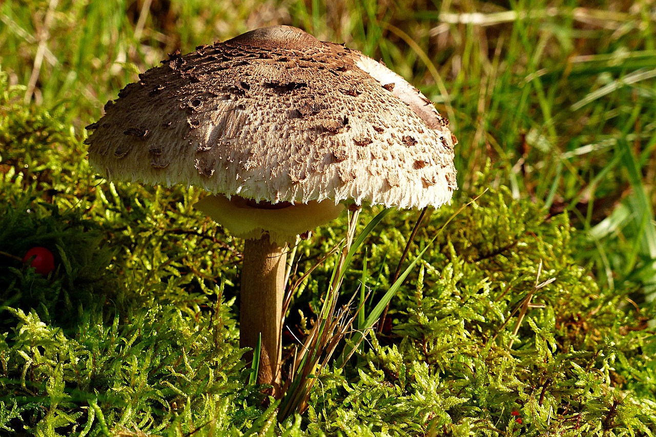 nature plant mushroom free photo