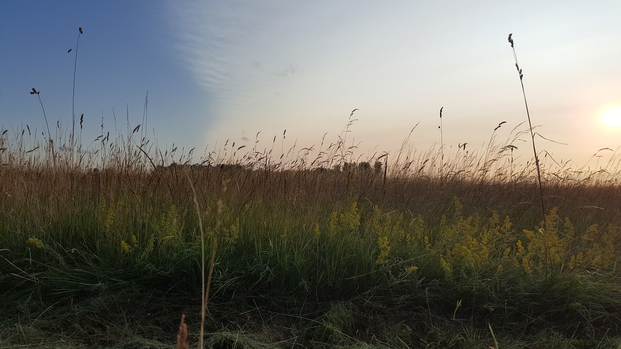 nature walking grass free photo