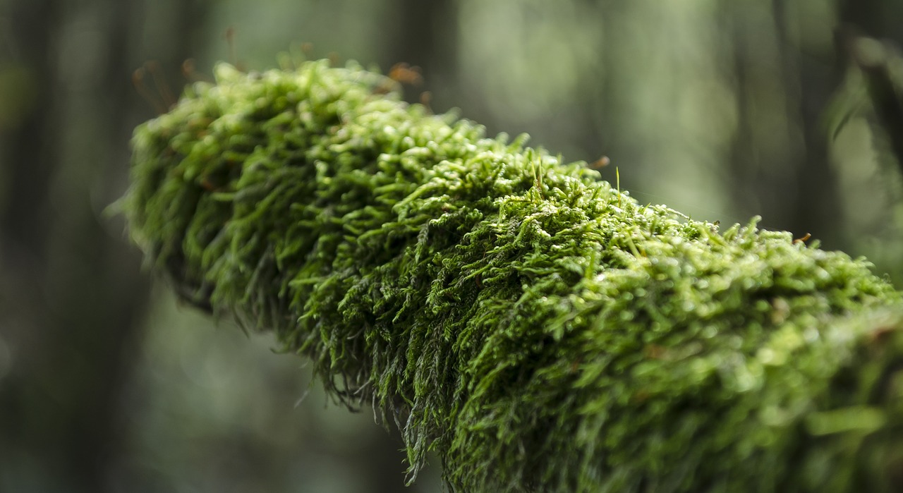 nature green moss free photo