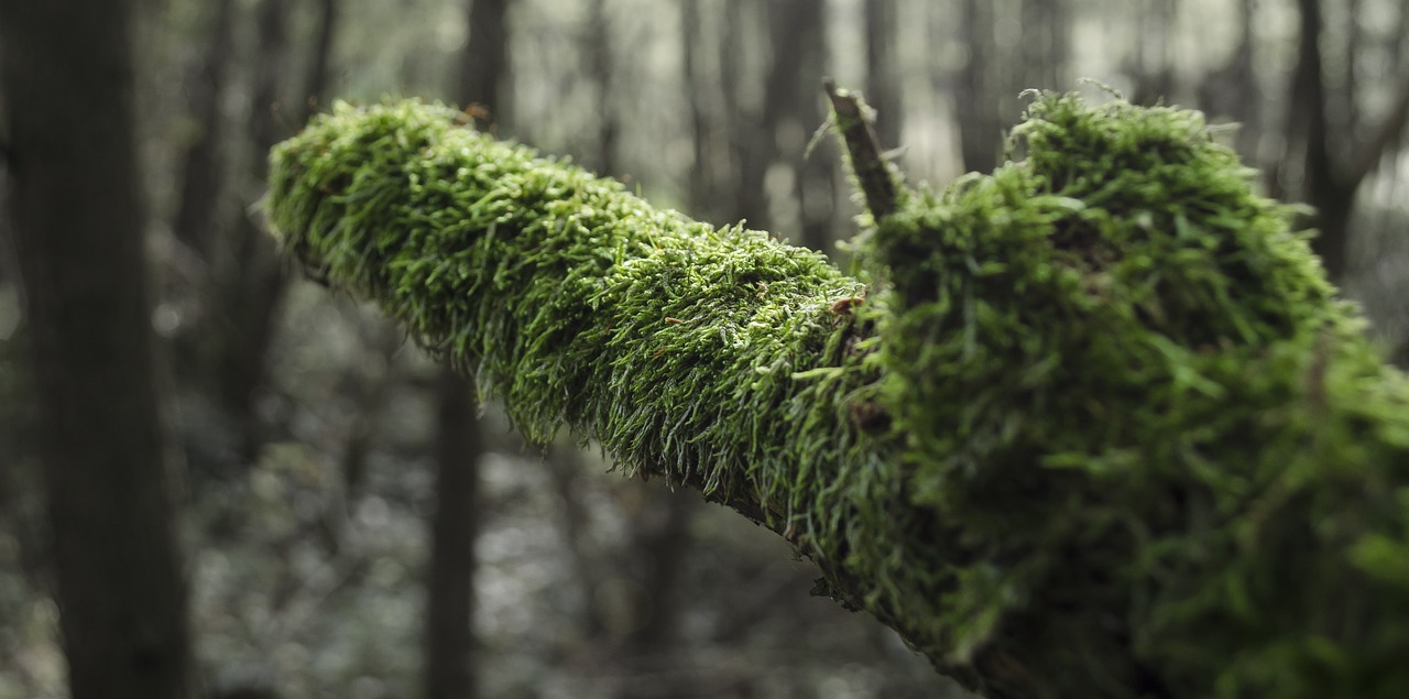 nature green moss free photo