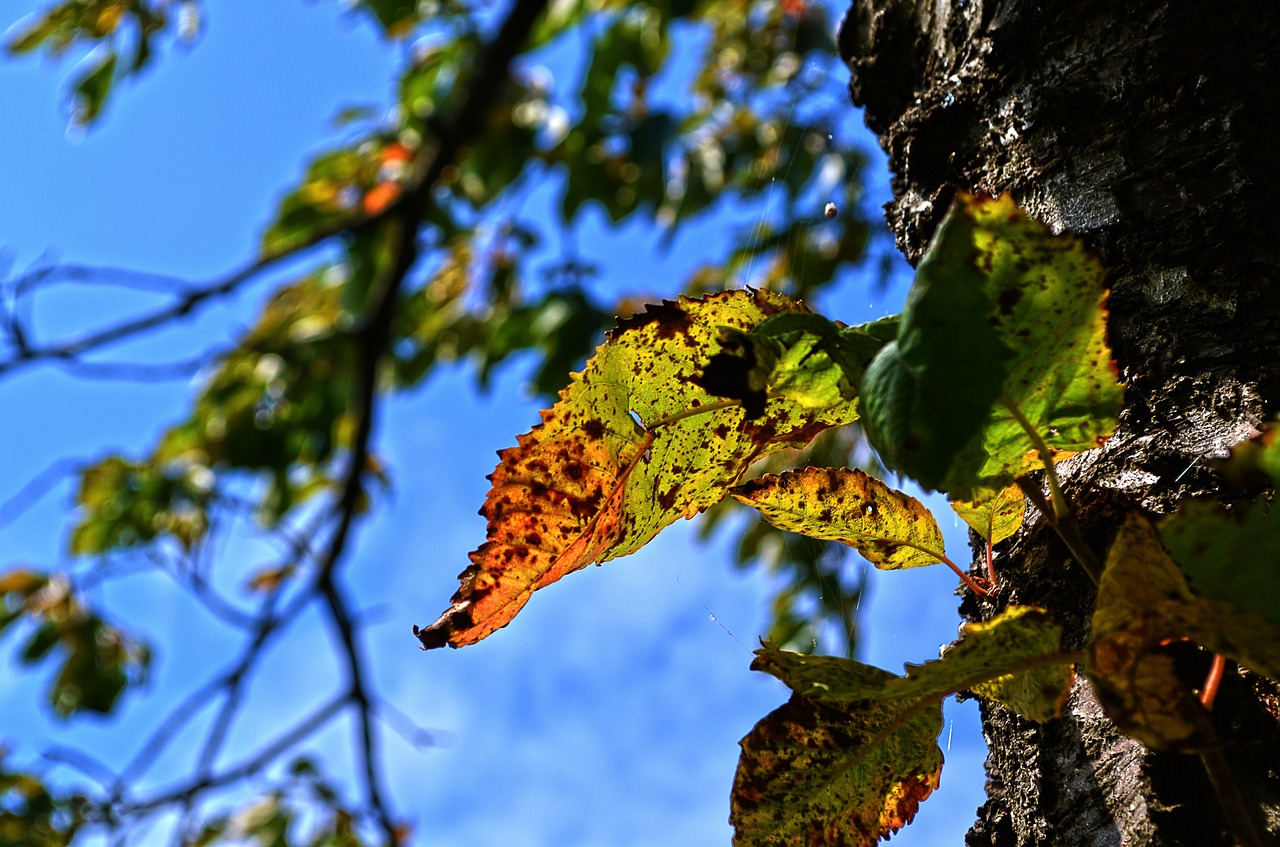 let nature branch free photo