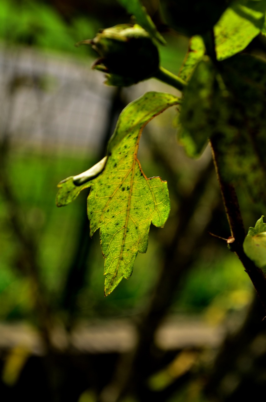 nature branch sheet free photo