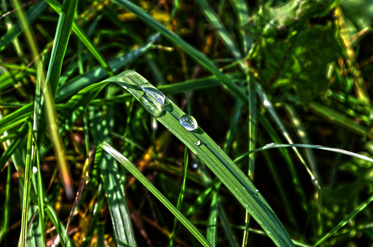 nature grass macro free photo