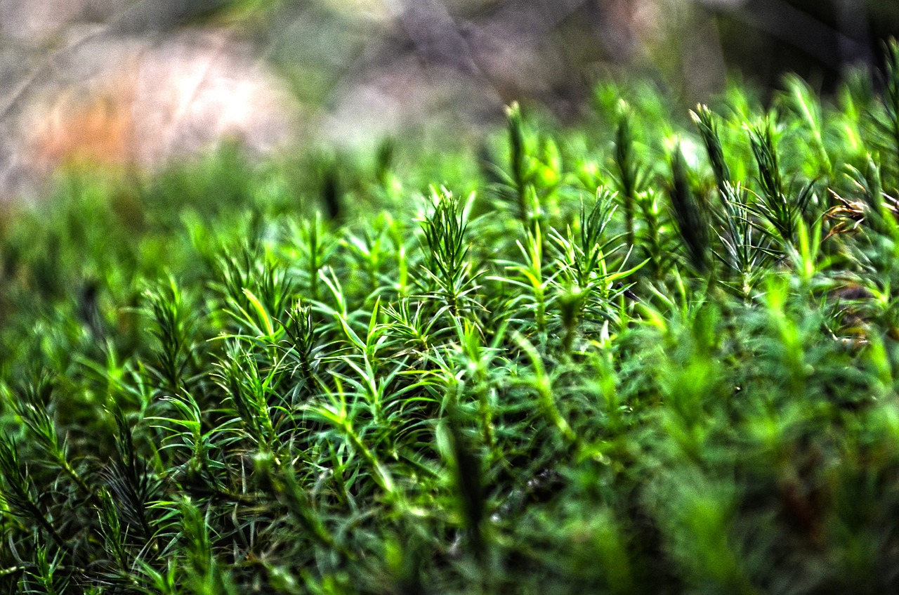 nature forest moss free photo