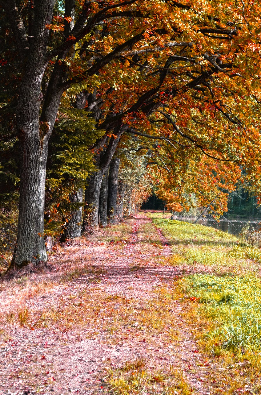 nature trees path free photo