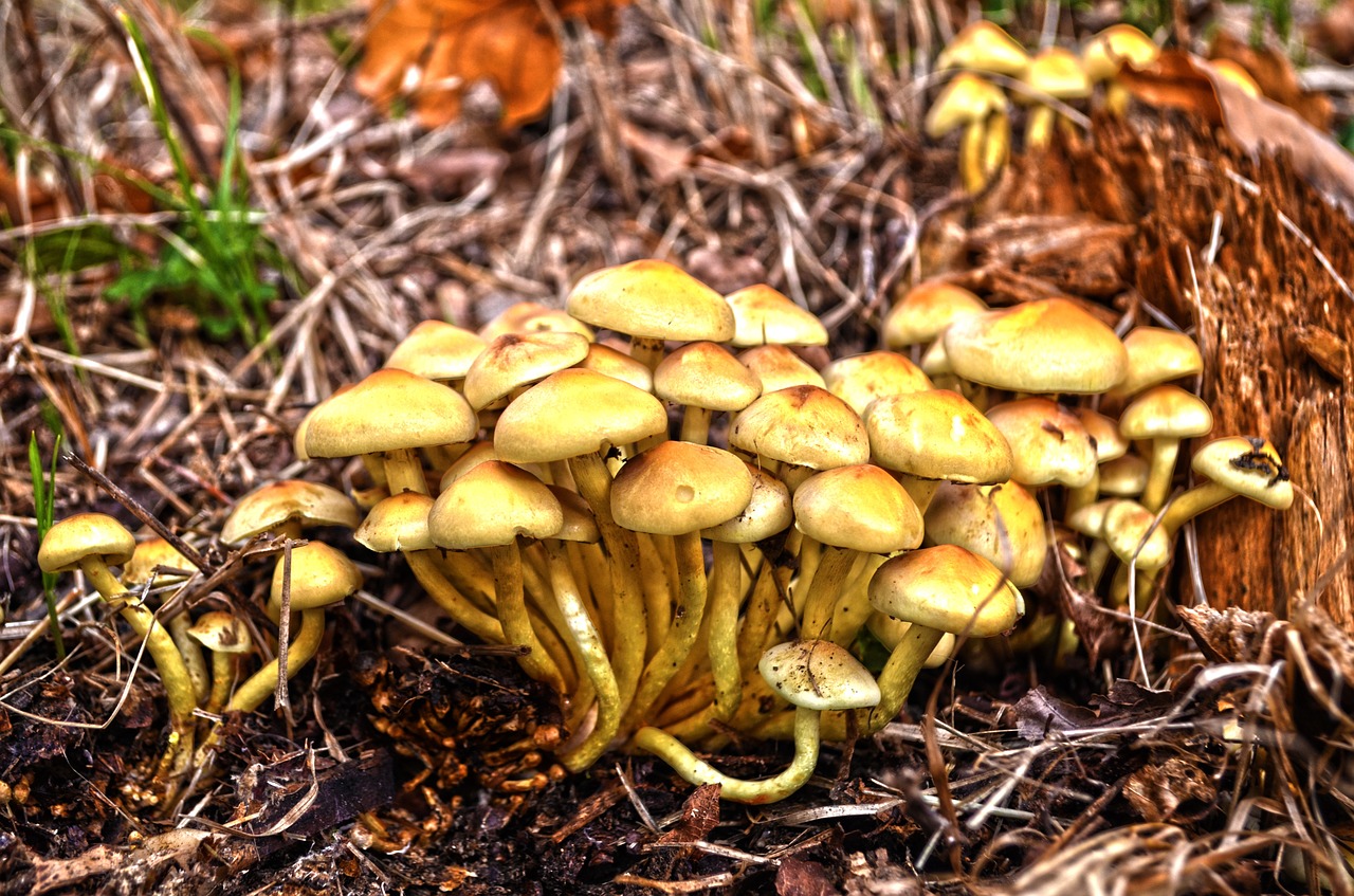 nature mushrooms forest free photo