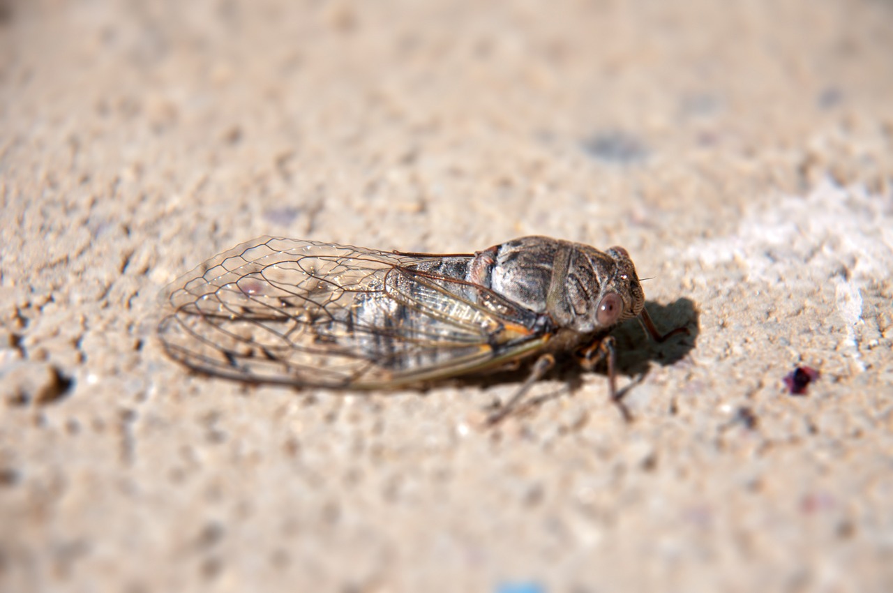 nature insect cicada free photo