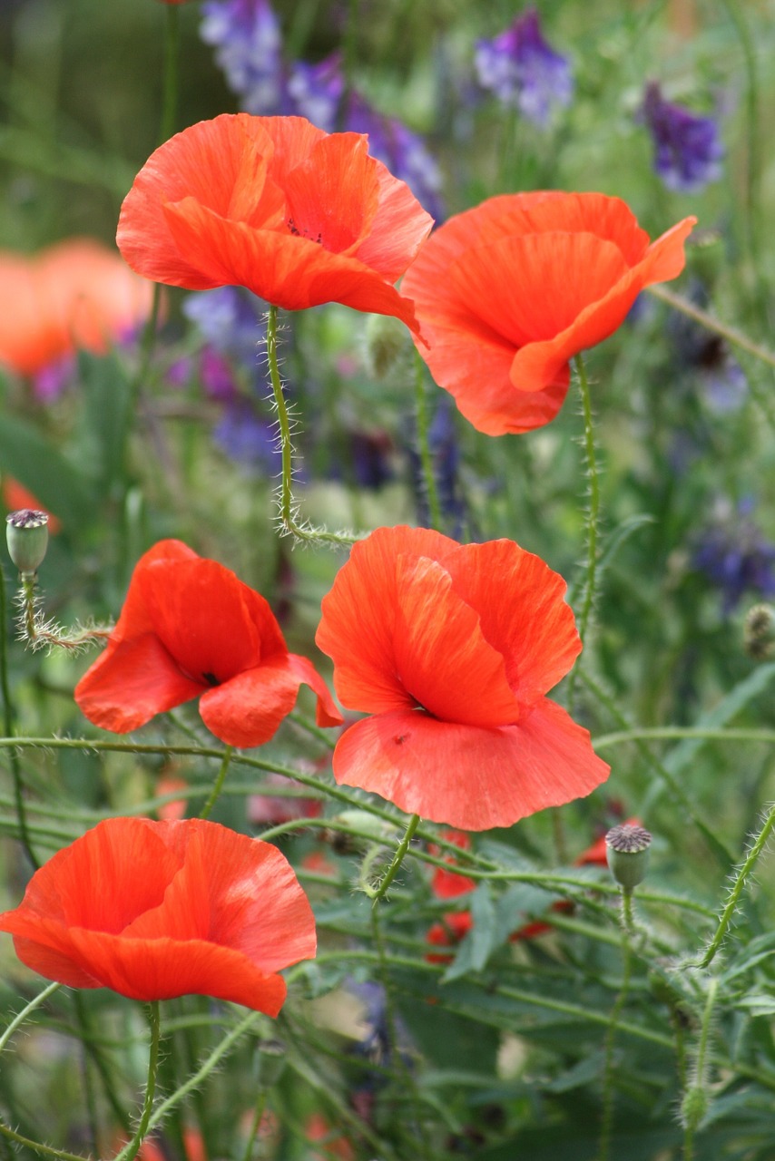 nature flower poppy free photo