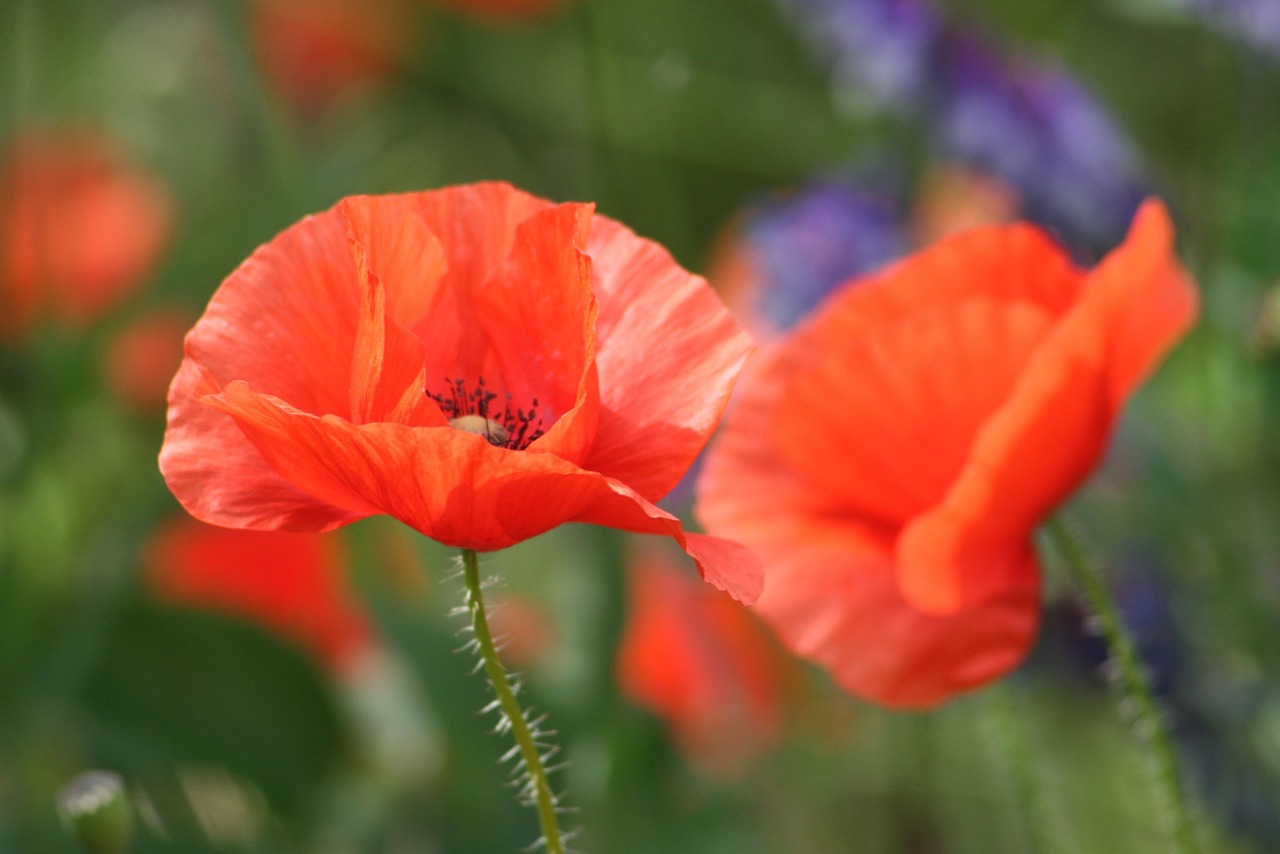 nature flower poppy free photo