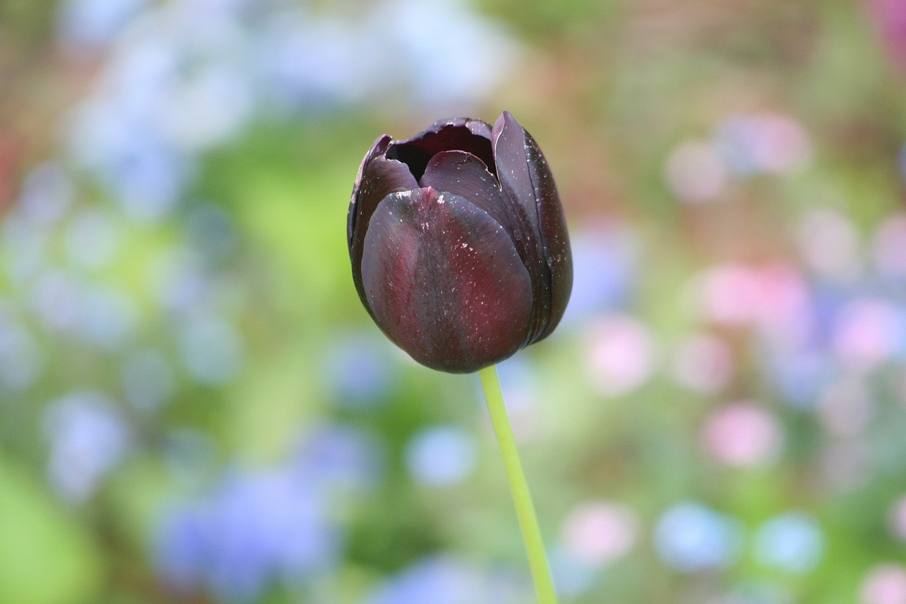 nature plant garden free photo