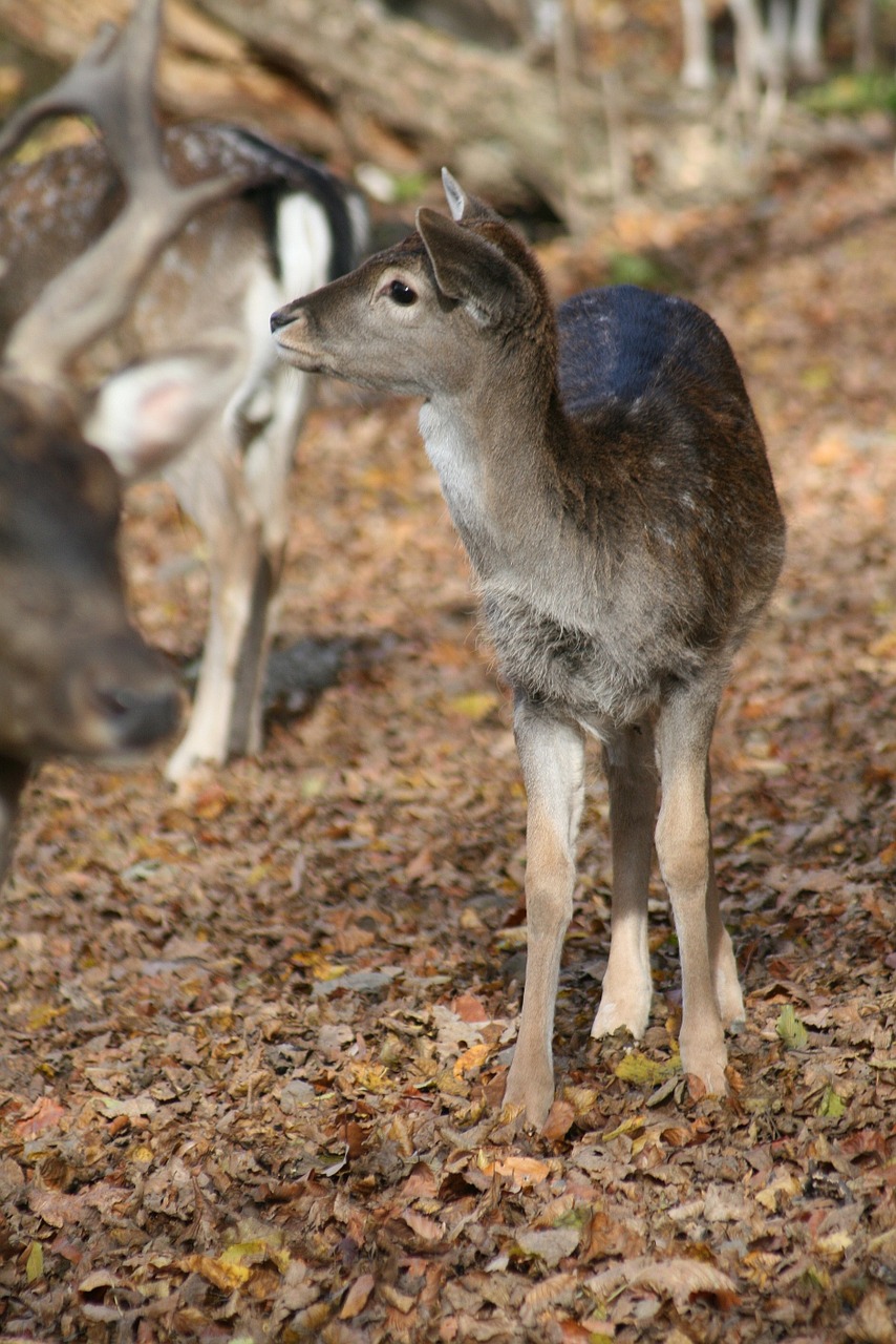 nature animal forest free photo